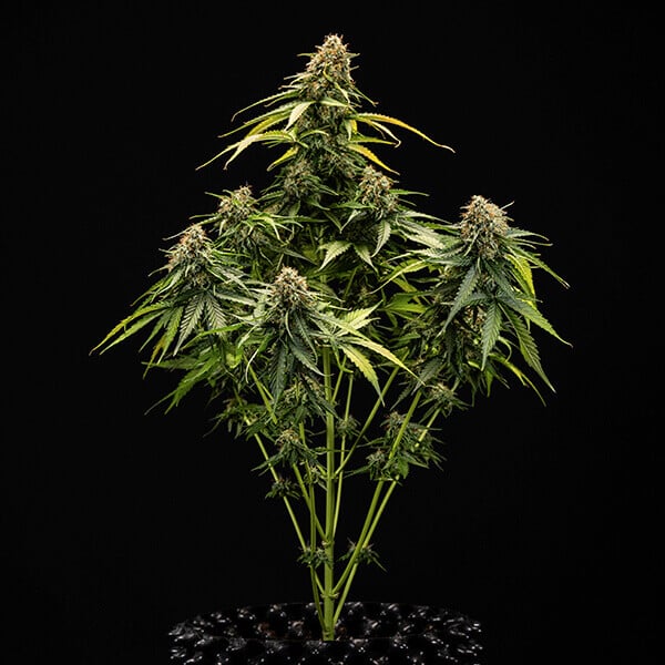 Royal Queen Seeds | Epsilon F1 - immagine 4