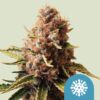 Royal Queen Seeds | Euphoria