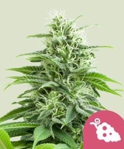Royal Queen Seeds | Fruit Spirit