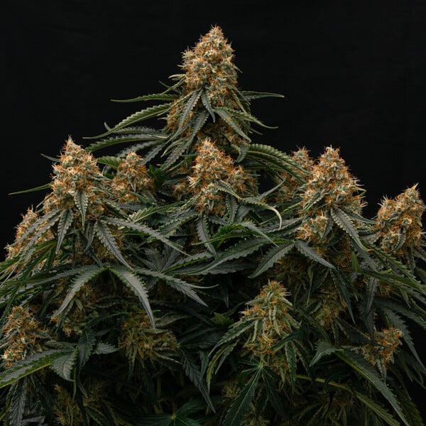 Royal Queen Seeds | Gaia F1 - immagine 2