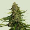 Royal Queen Seeds | Gaia F1