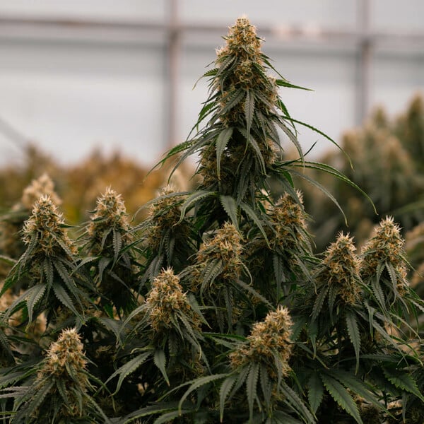 Royal Queen Seeds | Gaia F1 - immagine 10