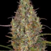 Glue Gelato Auto Strain 1 Seme