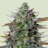 Royal Queen Seeds | GOAT'lato Auto