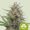 Royal Queen Seeds | Grape Ape Auto