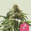 Royal Queen Seeds | Green Crack Punch