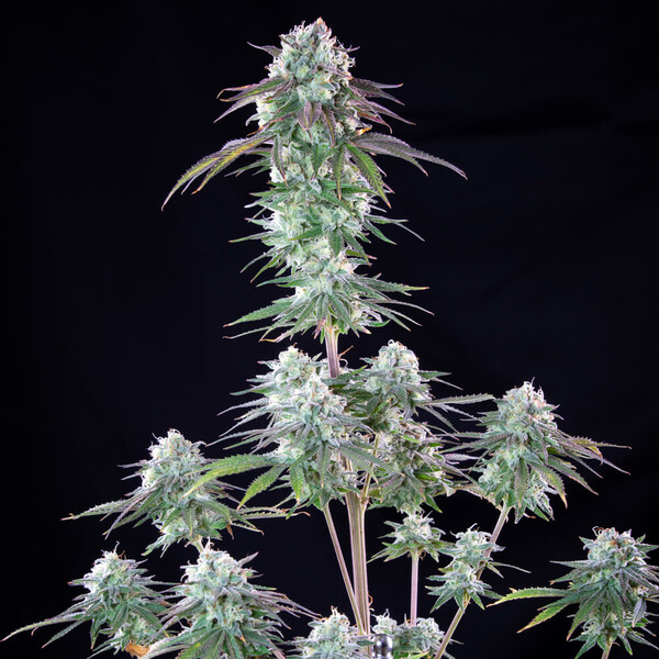 Royal Queen Seeds | Green Crack Punch - immagine 7
