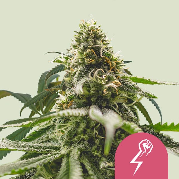 Royal Queen Seeds | Green Crack Punch