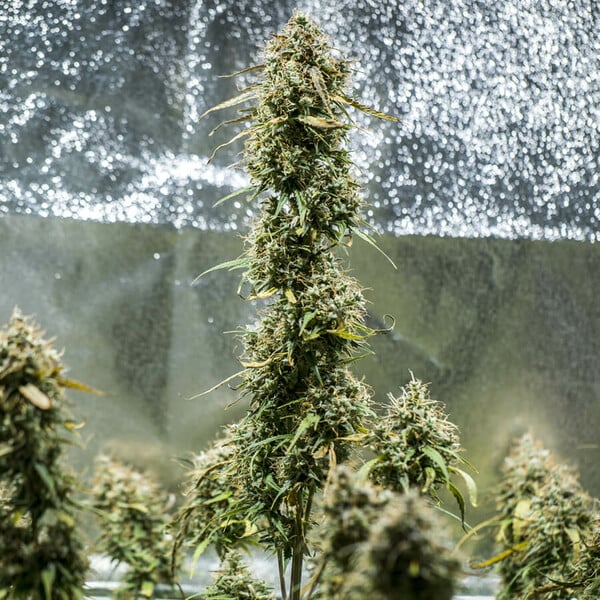 Royal Queen Seeds | Haze Berry Auto - immagine 2