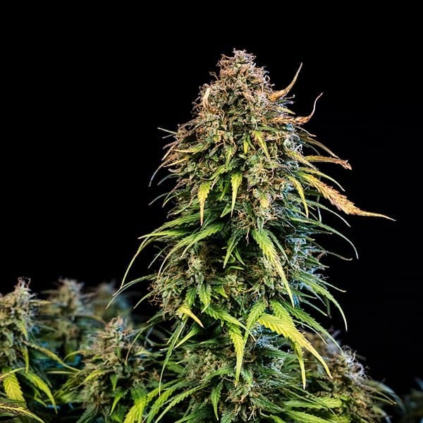 Royal Queen Seeds | Haze Berry Auto - immagine 3