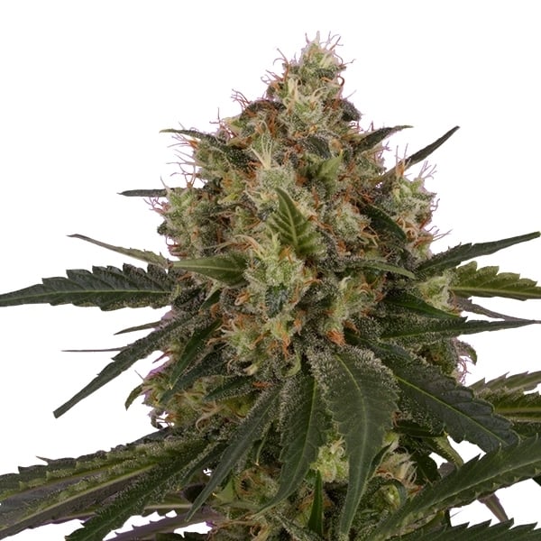 Royal Queen Seeds | Ice - immagine 2