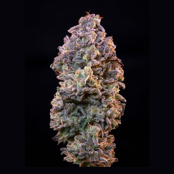 Royal Queen Seeds | Ice - immagine 4