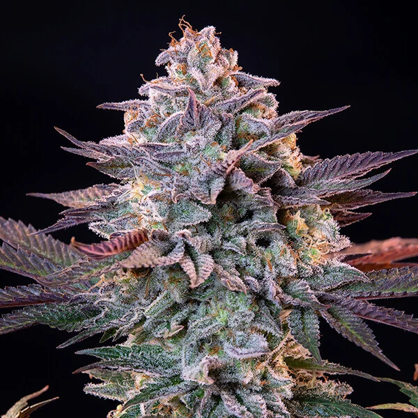 Royal Queen Seeds | Ice - immagine 6