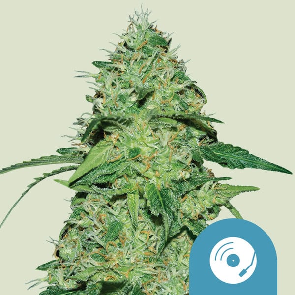 Royal Queen Seeds | Joanne's CBD