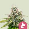 Royal Queen Seeds | Kali Dog