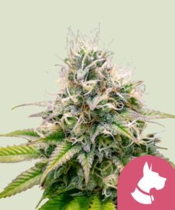 Royal Queen Seeds | Kali Dog