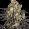 Kush Mintz Strain 3 Semi