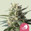 Royal Queen Seeds | Lemon Shining Silver Haze