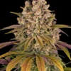 Lemon Tree Strain