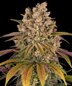 Lemon Tree Strain