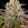 Limoncello Strain