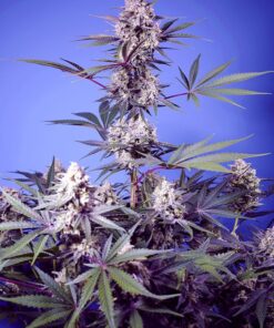 Sweet Seeds | Mental Rainbow F1 Fast Version®