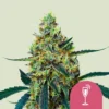 Royal Queen Seeds | Mimosa