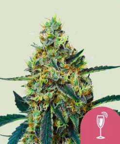 Royal Queen Seeds | Mimosa