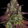 Mimosa EVO Strain