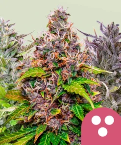 Royal Queen Seeds | Mix Femminilizzata