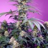 Sweet Seeds | Monster Maker®
