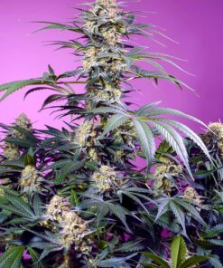 Sweet Seeds | Monster Maker®