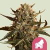 Royal Queen Seeds | Mother Gorilla (Precedentemente Royal Madre)