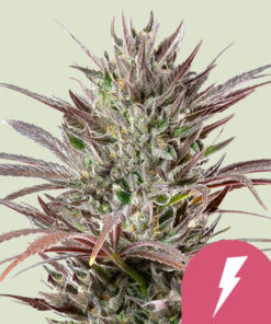 Royal Queen Seeds | North Thunderfuck