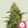 Royal Queen Seeds | Northern Light