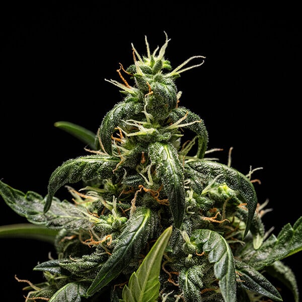 Royal Queen Seeds | NYC Sour D Auto - immagine 6
