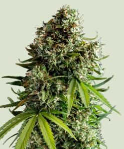 Royal Queen Seeds | NYC Sour D Auto