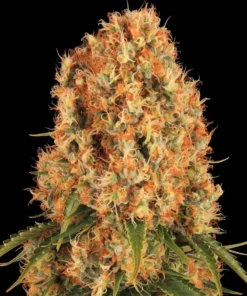 Orange Sherbert Strain 1 Seme