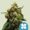 Royal Queen Seeds | Painkiller XL