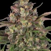 Peyote Critical Strain 1 Seme