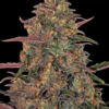 Pineapple Chunk Strain