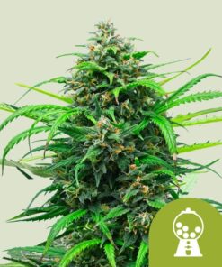 Royal Queen Seeds | Pink Runtz Auto