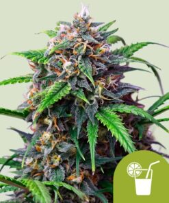 Royal Queen Seeds | Purple Lemonade Auto