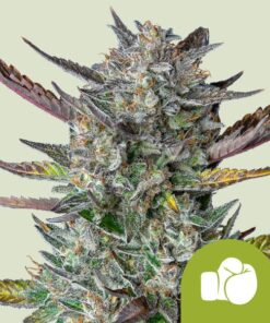Royal Queen Seeds | Purple Punch Auto