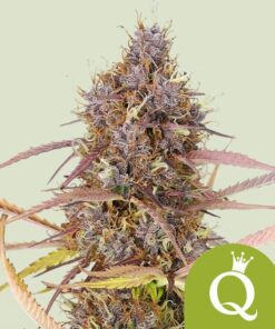 Royal Queen Seeds | Purple Queen Auto