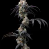 Rainbow Sherbet Strain