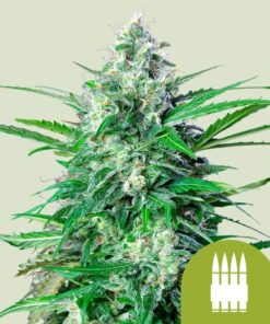 Royal Queen Seeds | Royal AK Auto