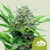 Royal Queen Seeds | Royal Bluematic