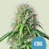 Royal Queen Seeds | Royal CBG Automatic