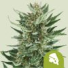 Royal Queen Seeds | Royal Cheese Auto